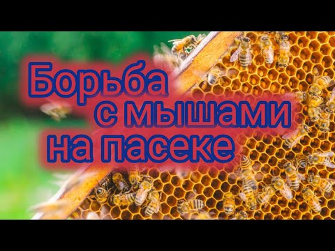 Видео: Борьба с мышами на пасеке 🐝♥️♥️♥️