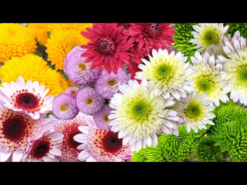 Видео: Хризантема веточная расцвела! Обзор растений!