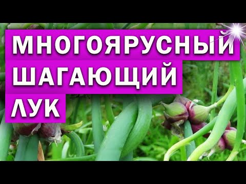 Видео: Многоярусный, шагающий лук. Посадка и уход.