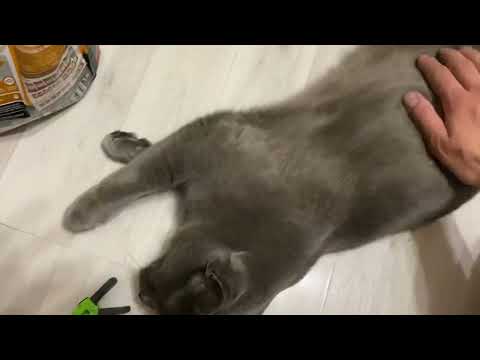 Видео: Обзор и отзыв на сухой кошачий корм Pro Balance