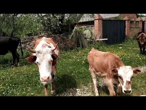 Видео: СЕЛО СОЛЕНОЕ