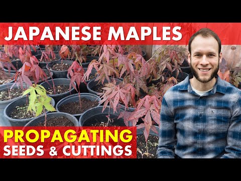 Видео: Выращивание японских клёнов из семян и укоренённых черенков (Acer Palmatum)