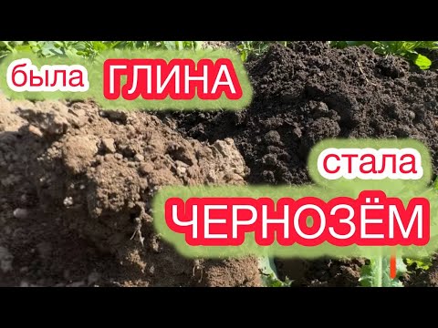 Видео: Самый ПРОСТОЙ СПОСОБ изменить вашу почву.