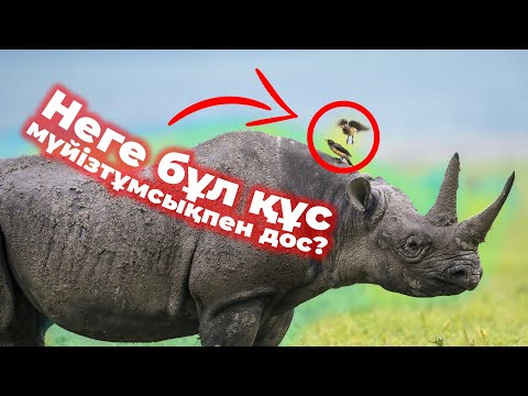 Видео: МҮЙІЗТҰМСЫҚТЫ АЖАЛДАН ҚҰТҚАРҒАН ҚҰС / 436 АДАМДЫ ӨЛТІРГЕН ЖОЛБАРЫС