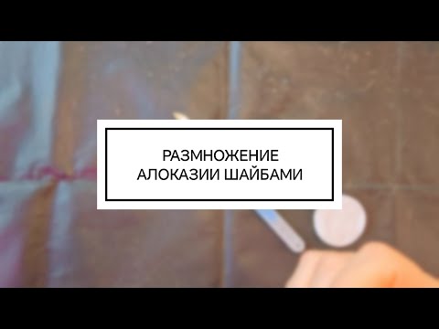 Видео: Размножение алоказии кукулата шайбами