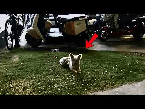 Видео: Бродячая собака издалека смотрела на хозяев и их псов — на тепло, о котором мечтала, но не знала.