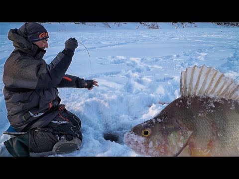 Видео: Чудеса творит коза!!! БЕЗМОТЫЛКА vs ГЛУХОЗИМЬЕ Ловля на козу зимой