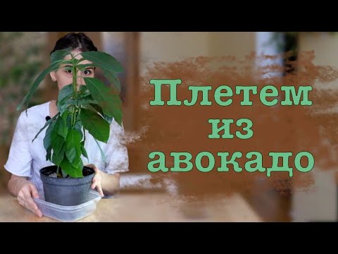 Видео: Заплетаем ростки больших авокадо, и сравниваем их с ростками обычных