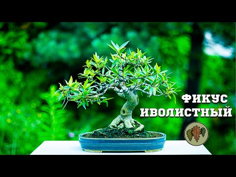 Видео: Фикус иволистный / саликария / нерифолия в бонсай  @Studio.Bonsai