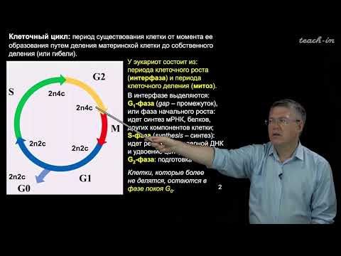 Видео: Дубынин В.А. - 100 часов школьной биологии - 2.12. Размножение клеток: митоз