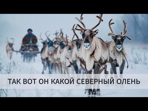 Видео: НОВЫЙ УРЕНГОЙ ПРАЗДНИК НАРОДОВ СЕВЕРА ДЕНЬ ОЛЕНЕВОДА 2025 #новыйуренгой #янао #северный олень #ямал