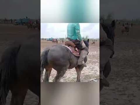 Видео: САВГАНД БА АСПҲО