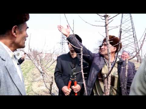 Видео: Олмага баҳорги  шакл бериш амалиёти кучли ўсувчан нави