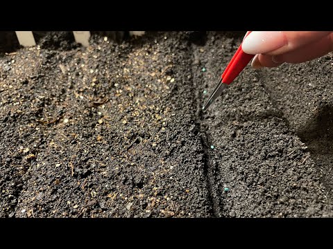 Видео: Теперь РАССАДУ КАПУСТЫ выращиваю только так! Результат отличный!