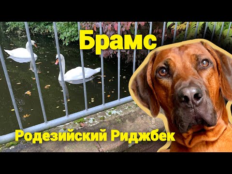 Видео: Родезийский Риджбек | прогулка | небольшой влог из жизни 