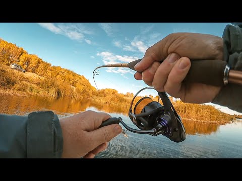 Видео: Щука на первом забросе! Рыбалка на пруду на спиннинг.