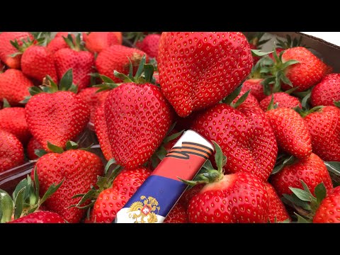 Видео: Клубника открытый грунт , без бугров 🍓🍓🍓🍓