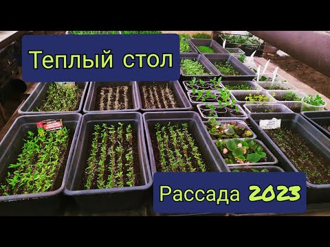 Видео: Теплый стол для рассады. Обзор на 4 февраля 2023.