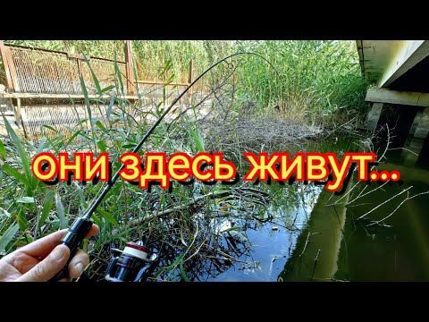 Видео: Мормышинг. Где я нашёл рыбу в жару.