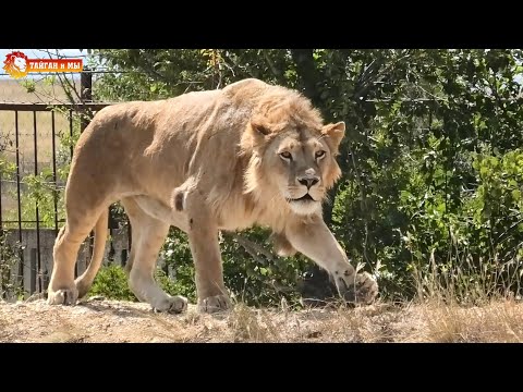 Видео: Новая порода львов - Лев Бобровый 😂 Тайган. Lions life in Taigan.