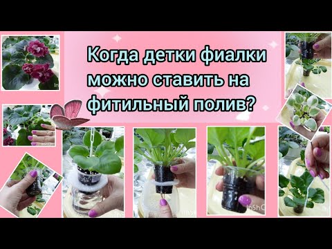 Видео: Вовремя поставленная на фитильный полив детка фиалки зацветает уже через 6 месяцев от посадки листа.