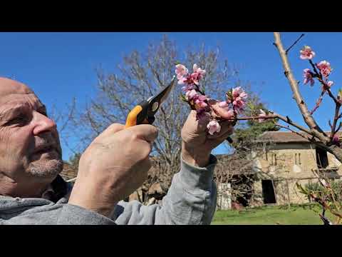 Видео: Праскова с къси плодни клончета. #резитба