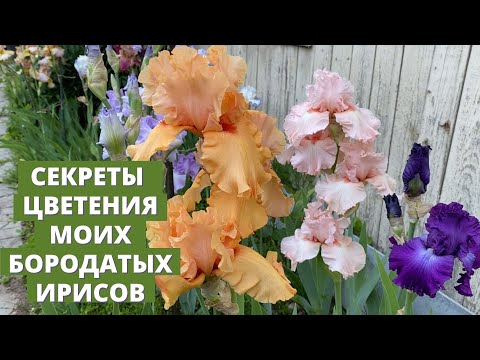 Видео: Мои бородатые ирисы и секреты их посадки