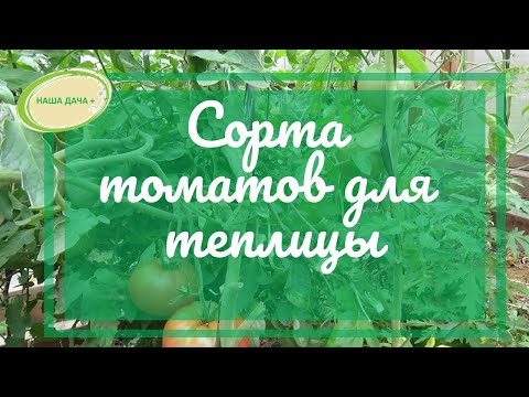 Видео: Сорта томатов для теплицы  Огородникова Анна
