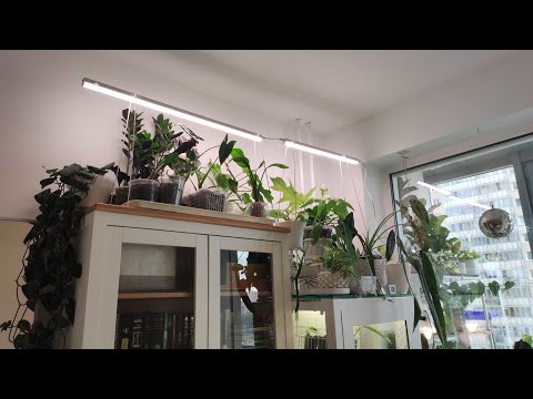 Видео: Освещение для комнатных растений