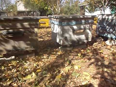 Видео: Вопросы и ответы - 52