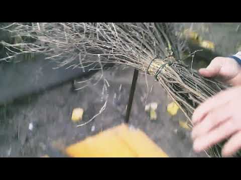 Видео: Вяжем метлу из дерезы.