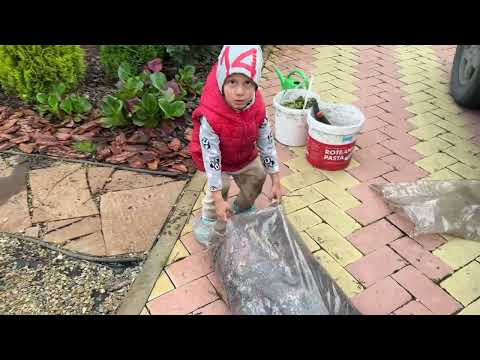 Видео: Опять запустила ПОЧВОПОКРОВНИК! Выселяю на новое место. И немного про КОРУ в ЛАНДШАФТЕ