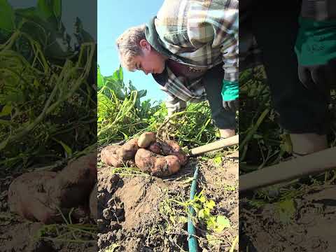 Видео: копаю один куст картошечки