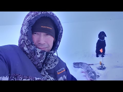 Видео: КРУПНЫЕ Налимы не дают покоя!!! Макса.