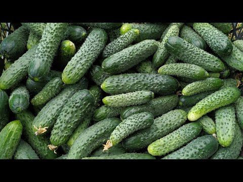 Видео: Огурец МЕРЕНГА F1🥒. Посади этот гибрид и всегда будешь с УРОЖАЕМ.