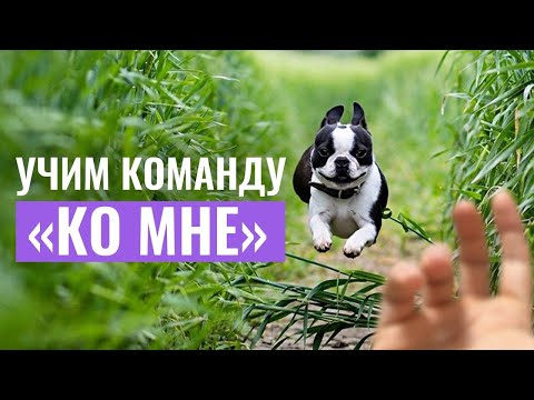 Видео: Как научить собаку команде «КО МНЕ»? Ошибки, которые мешают успешной дрессировке и как их избежать