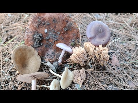 Видео: Зимняя Грибалка 2025 год в Турции