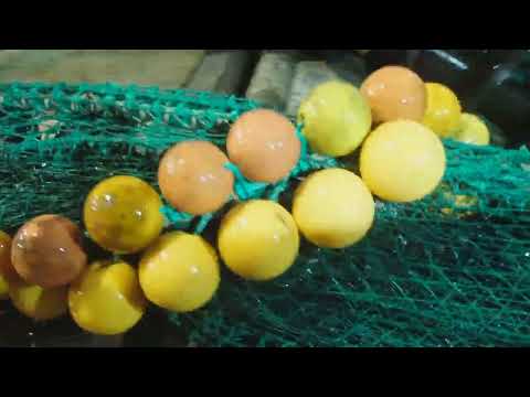 Видео: морской промысел  подъём донного трала и постановка