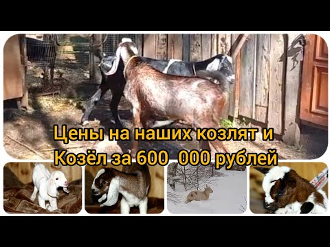 Видео: Цены на наших козлят, почему так дёшего или дорого, кому как. Козёл за 7000$