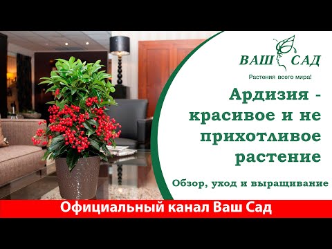 Видео: Ардизия - обзор растения, способы ухода и выращивания. Ваш Сад