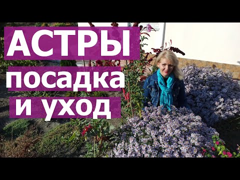 Видео: Как сажать астру. Как правильно ухаживать за альпийской астрой