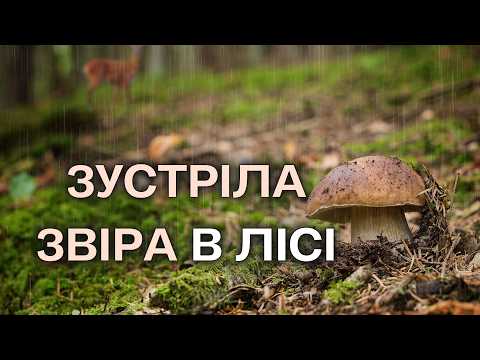 Видео: Білякі😍 Косулі😍 Дощ🌧 та Страшний Ліс😱 Шукала нові ГРИБНІ МІСЦЯ, а знайшла...!  Збираю Гриби #90