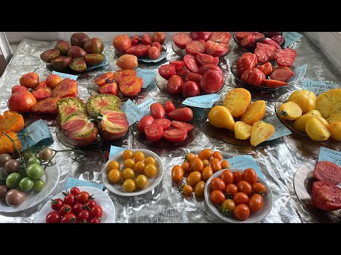 Видео: Большая дегустация сортов томатов. Часть 3.