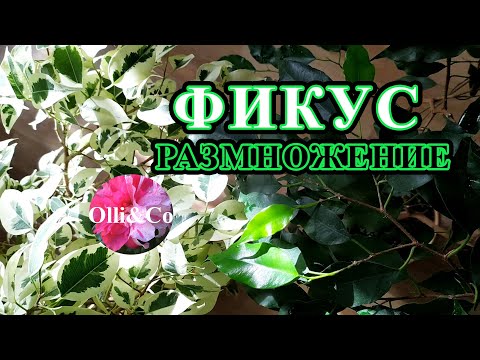 Видео: ФИКУС: РАЗМНОЖЕНИЕ, УКОРЕНЕНИЕ, черенки ФИКУСА в любое время года | МОЙ ЭКСПЕРИМЕНТ