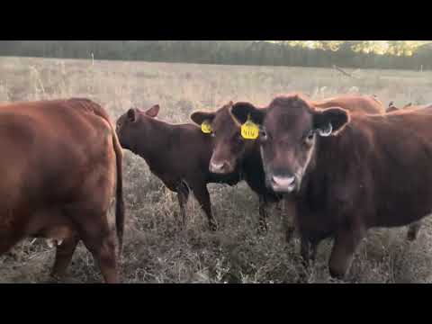 Видео: GranMan разворачивает тюк для стада, а iPhone плавает 20251106 #ротационныйвыпас #корова #iphone