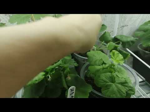 Видео: Мой честный отзыв о капиллярный матах....