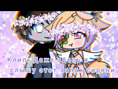 Видео: 🌸🌿▷◆Клип Даже здесь я слышу этот запах сирени◆◁🌿🌸