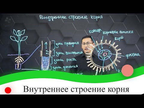 Видео: Внутреннее строение корня. 7 класс.