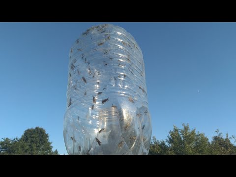 Видео: Простейшая ловушка для слепней! [проще некуда] (catching horseflies)