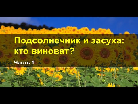 Видео: ЧТО БЫЛО С ПОДСОЛНЕЧНИКОМ в 2020?